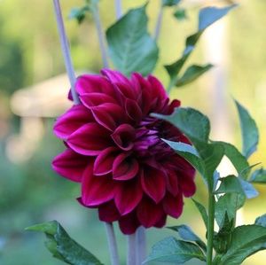 Meet your Posher, Trude